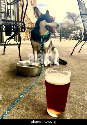 Rivière, un mélange de Husky, bénéficie d'une boisson froide sur une chaude journée à Austin, Texas. Banque D'Images