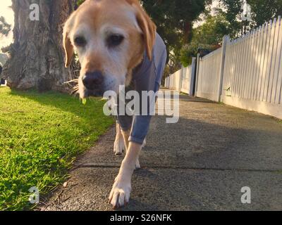 Promenade de chien labrador blonde avec tenue thermique sur une journée l'hiver en Australie Banque D'Images