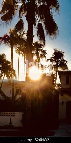 Soleil qui brille à travers les palmiers à Miami en Floride Banque D'Images