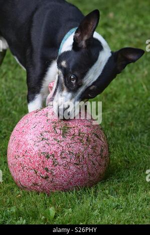 Un adorable chien noir et blanc joue avec un très gros ballon sur une pelouse verte. Dans ce portrait, le brouillard est à la recherche dans l'appareil. Banque D'Images