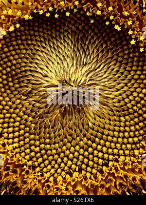 Fermer le centre d'un tournesol Banque D'Images
