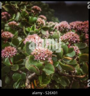 Fleurs rose pâle de la Crassula ovata,aussi connu comme Kerky bush, arbre d'argent, Jade-,sou-ou Dollar plante, Afrique du Sud. Banque D'Images