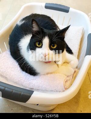 Chat dans un panier de blanchisserie Banque D'Images