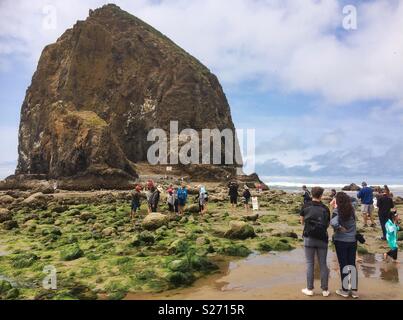 Les personnes bénéficiant de la marée piscines du Haystack Rock Wildlife Refuge, Cannon Beach, USA. Banque D'Images