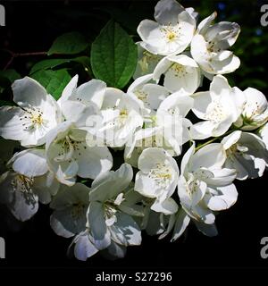 Close up de faux Jasmin mock orange fleurs blanches Banque D'Images