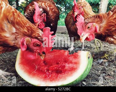 Quatre poules Rhode Island Red eating watermelon Banque D'Images