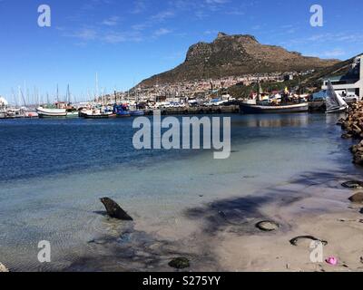 Vue sur mer paysage montagne Hangklip et Hout Bay Harbour avec de nombreux bateaux de pêche amarrés et une cape d'étanchéité dans l'eau peu profonde sur la plage sur une belle journée d'automne, Cape Town, Afrique du Sud Banque D'Images