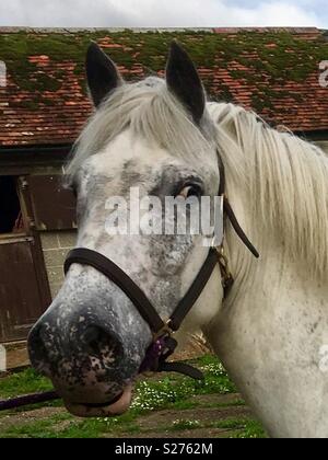 Tête de cheval gris. Cheval couleur inhabituelle Banque D'Images