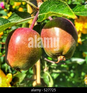 Patio apple tree, pommes 'Katy' le mûrissement sur tree Banque D'Images