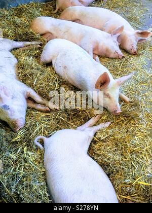 Les porcs de couchage Wimpole Home Farm Banque D'Images