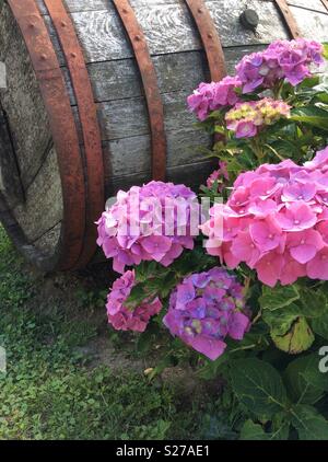 Hortensia en fleurs colorées bush en face d'un tonneau en bois vintage à l'extérieur dans le jardin Banque D'Images