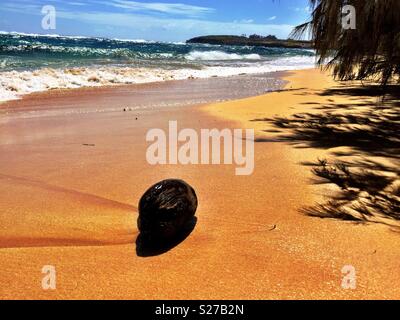 Les coconut échoués sur la plage de l'île tropicale sable sous le ciel bleu et le temps doux rivage Banque D'Images