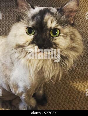 Layla le chat gris et blanc avec sa coupe de lion Banque D'Images