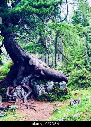 La forêt magique, les racines d'un arbre se propager sur les rochers en dessous, Rofan, Rofangebirge, Alpes de Zillertal, le Lac Achensee, Autriche Banque D'Images