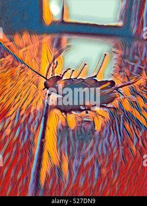 La peinture à l'huile d'effet sur photo de palmetto morts bug sur plancher en bois évoque Kafka-esque ton Banque D'Images