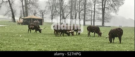 Bovins Ankole dans la neige. Longleat Safari Park Banque D'Images