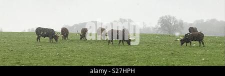 Bovins Ankole dans la neige. Longleat Safari Park Banque D'Images