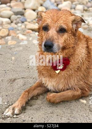 Chien border collie humide portant sur une plage de sable en face de roches de nager dans le lac. Portant un collier rouge fleur. Banque D'Images