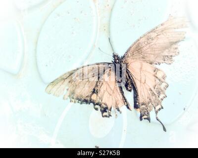 Photo de pâle papillon mort trouvé dans la pataugeoire Banque D'Images