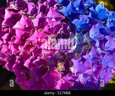 Hortensia à rose, bleu et mauve sur une seule fleur Banque D'Images