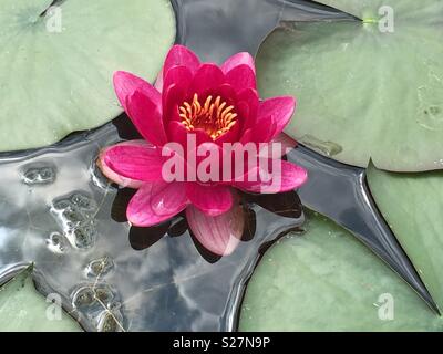 Coussin de Lilly Banque D'Images