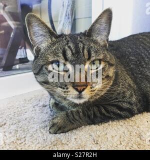 Une femelle tabby cat sur un tapis. Banque D'Images