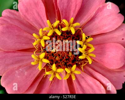 Close up of a pink zinnia Banque D'Images