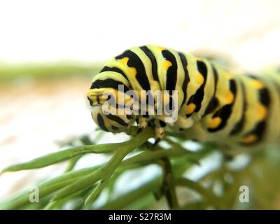Black swallowtail butterfly close up Banque D'Images