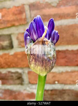 Allium Purple flower bud pétales sortant de Banque D'Images