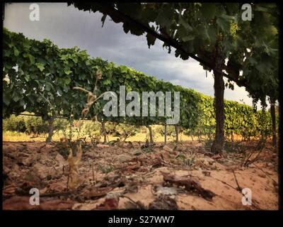 Rangées de vignes façonnés avec soin, Catalogne, Espagne Banque D'Images