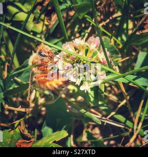 Abeille sur fleur de trèfle blanc Banque D'Images