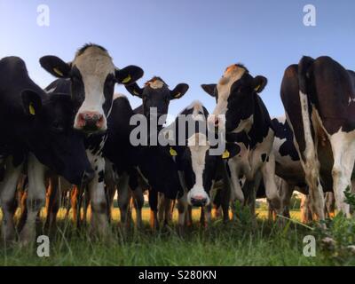 Les vaches Devon curieux Banque D'Images