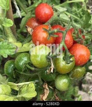 Les tomates cerises qui poussent dans une parcelle de légumes Banque D'Images