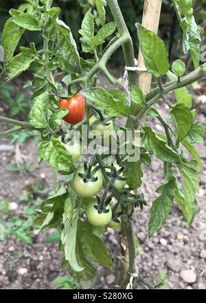 Les tomates cerises qui poussent dans une parcelle de légumes Banque D'Images