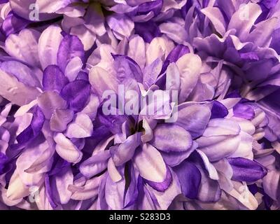 Jolie, mauve et de fleurs blanches Banque D'Images