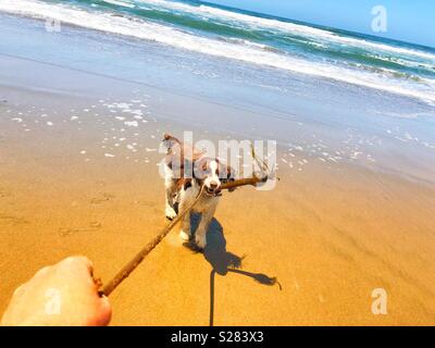 Les oreilles tombantes giddy English Springer Spaniel puppy dog jouer remorqueur de la guerre avec une vigne de Pacific bull kelp lors d'une plage de sable doré en Californie sous un ciel ensoleillé Banque D'Images
