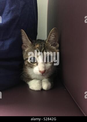 De grands yeux chaton chez le vétérinaire Banque D'Images