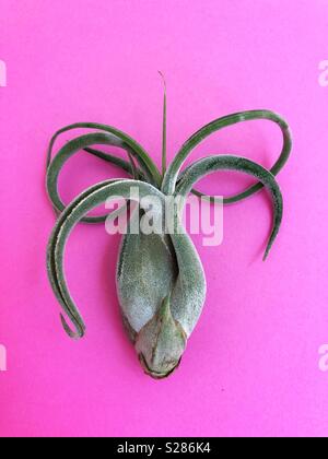 Un tillandsia plante sur fond rose. Banque D'Images