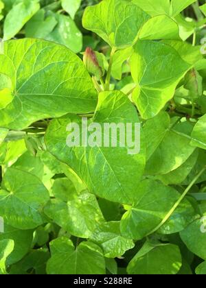 Feuilles en forme de coeur vert vif Banque D'Images