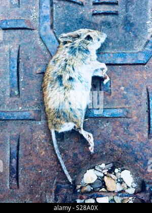 Dead mouse - cat a été la chasse Banque D'Images