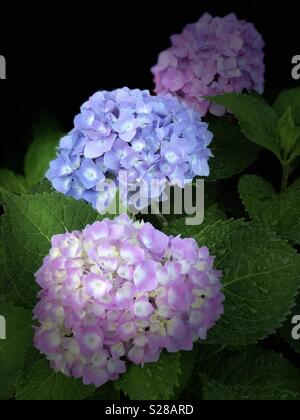 Belle rose pastel, Hortensia bleu et blanc Banque D'Images