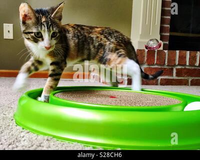 3 mois kitten playing Banque D'Images