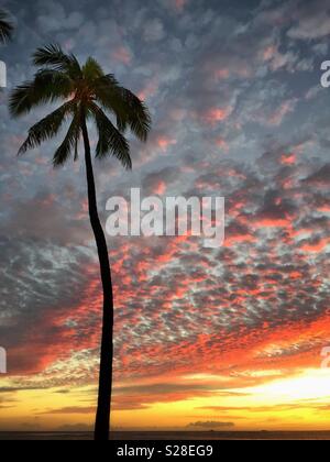 La silhouette des arbres de noix de coco contre le maquereau au coucher du soleil nuages Banque D'Images