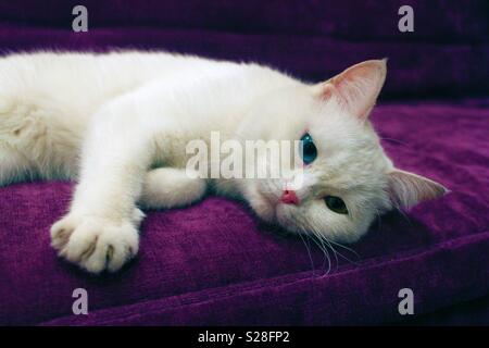 Joli chat blanc avec heterochromia allongé sur un canapé pourpre Banque D'Images