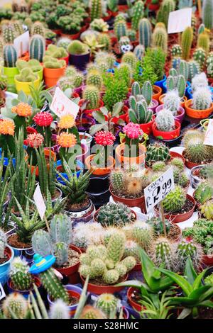 Une collection de cactus colorés, cactus et succulentes sur un stand ou un centre de jardinage Banque D'Images
