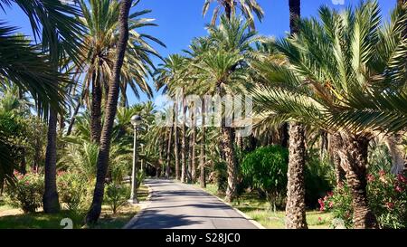 Sentier bordé de palmiers. Elche palmeraie. Espagne Banque D'Images