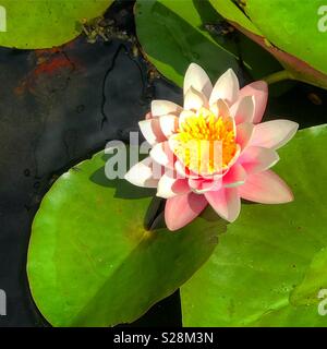 Lilly Lilly Pad Banque D'Images