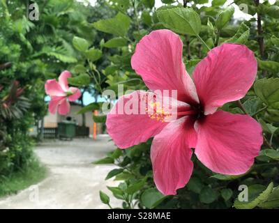 Fleur d'hibiscus rouge - la fleur nationale, connu localement sous le Bunga Raya. Banque D'Images