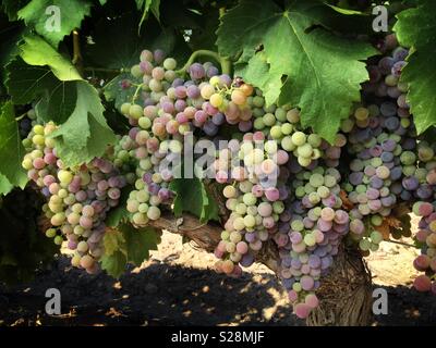 La maturation des raisins de Grenache sur la vigne, en Catalogne, Espagne. Banque D'Images
