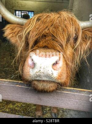 Vache Highland close up Banque D'Images